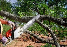 Tacoma, WA Tree Removal Company